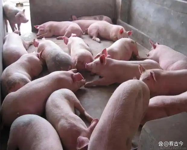 广东一地肉联公司200多头死猪堆满门口?涉嫌非法处置7人被控制