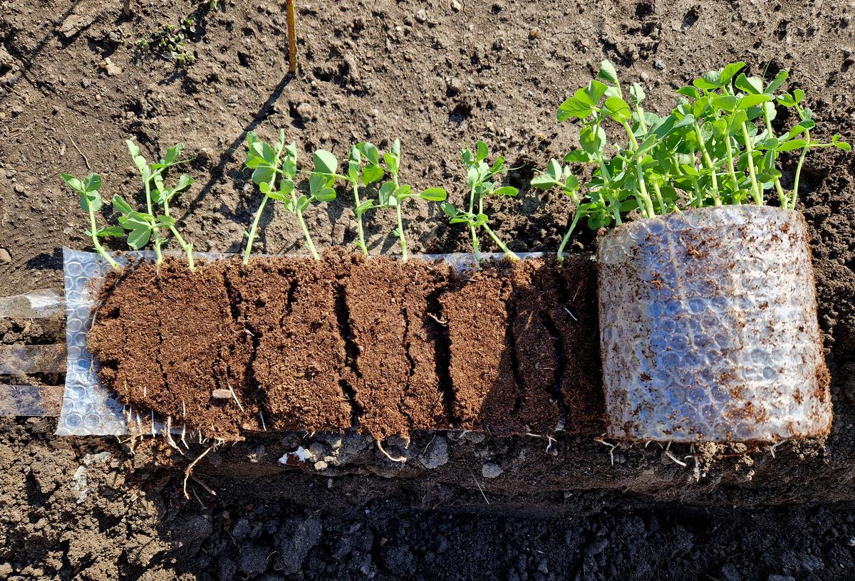 当心!你家阳台的“营养土”可能暗藏健康杀机