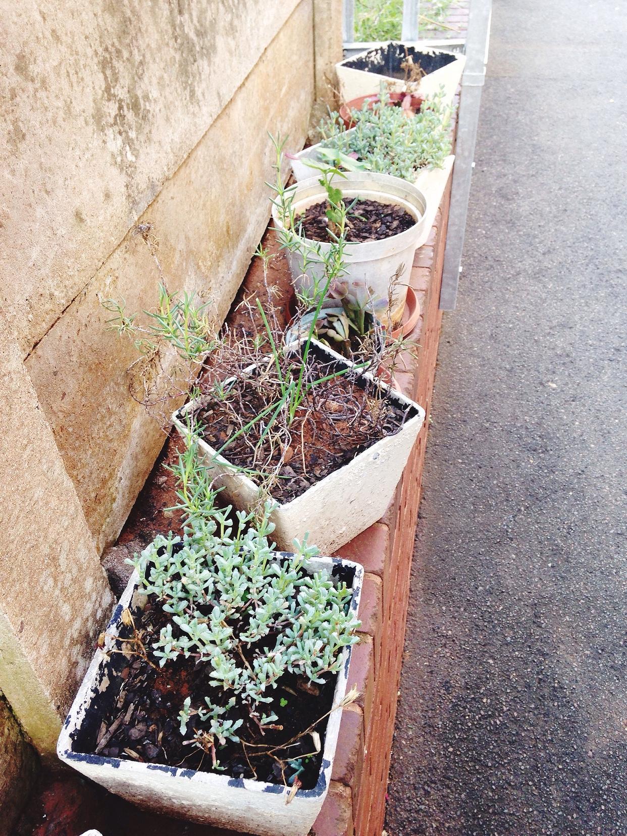 当心!你家阳台的“营养土”可能暗藏健康杀机