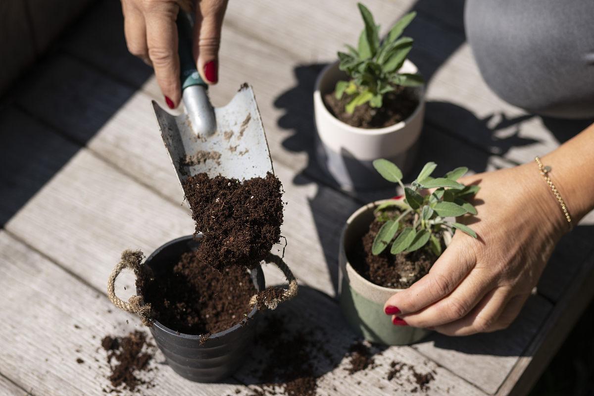当心!你家阳台的“营养土”可能暗藏健康杀机