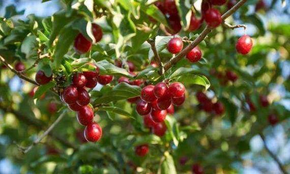 重阳节习俗:最旺自己的3件事 开运秘籍揭晓