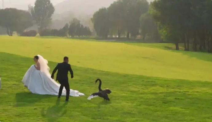 婚纱照惊魂:黑天鹅突袭新娘的戏剧性瞬间