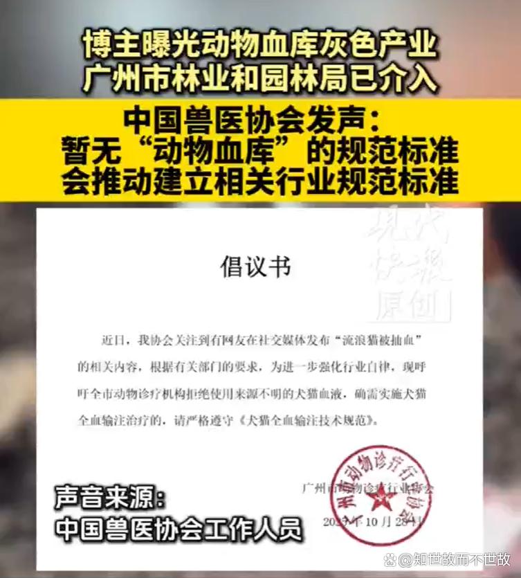 官方介入动物血库抽流浪猫血牟利:灰色产业链下的宠物输血真相