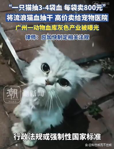 官方介入动物血库抽流浪猫血牟利:灰色产业链下的宠物输血真相