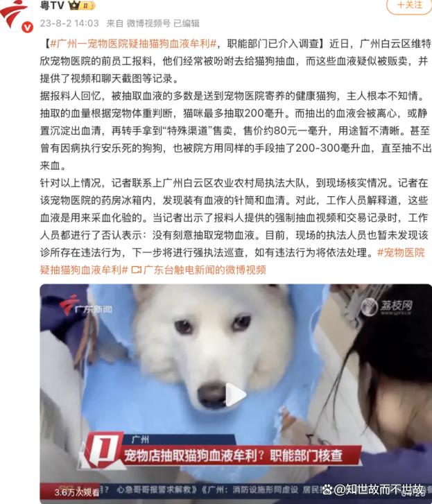 官方介入动物血库抽流浪猫血牟利:灰色产业链下的宠物输血真相