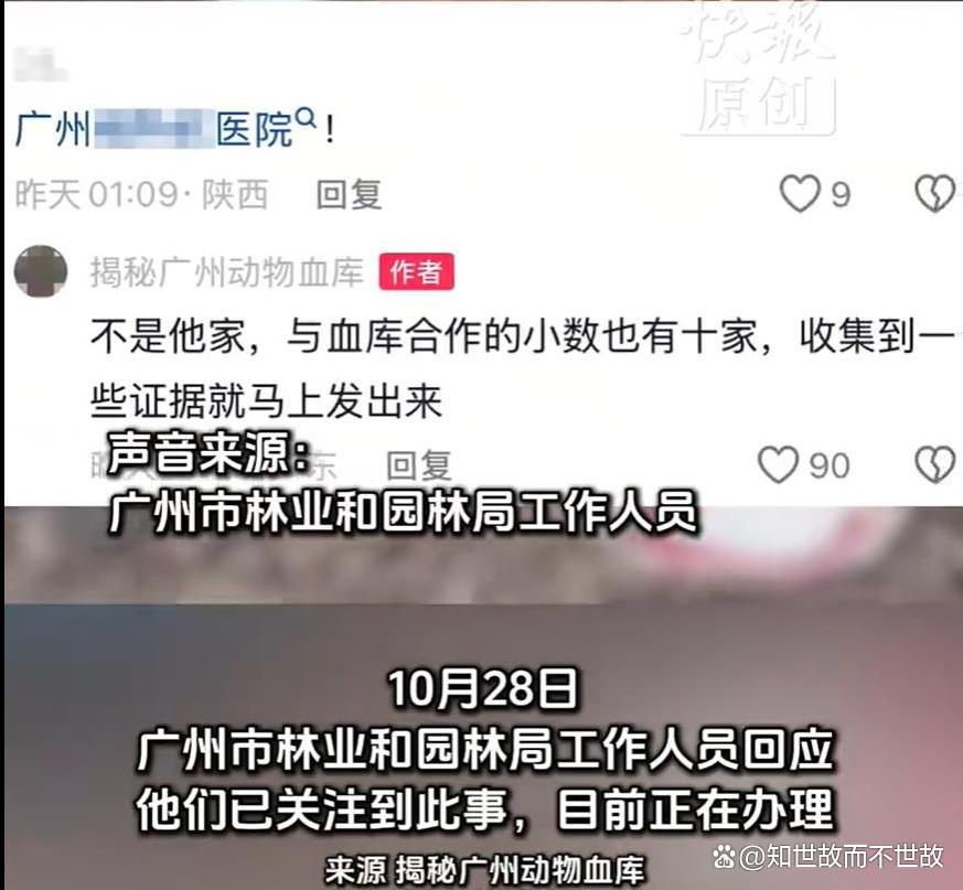 官方介入动物血库抽流浪猫血牟利:灰色产业链下的宠物输血真相