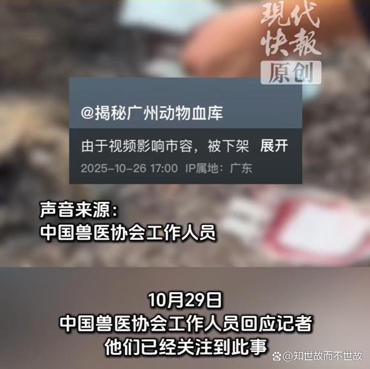 官方介入动物血库抽流浪猫血牟利:灰色产业链下的宠物输血真相