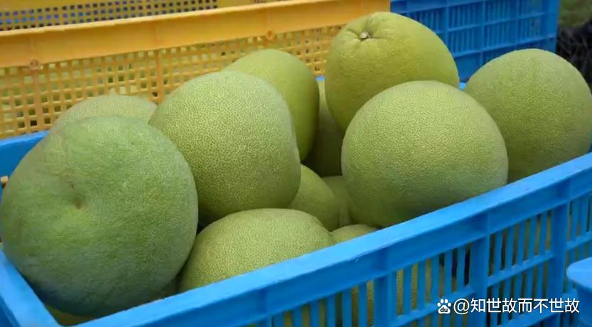 这4类人吃柚子要慎重