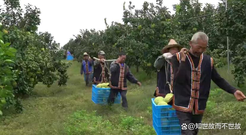 这4类人吃柚子要慎重