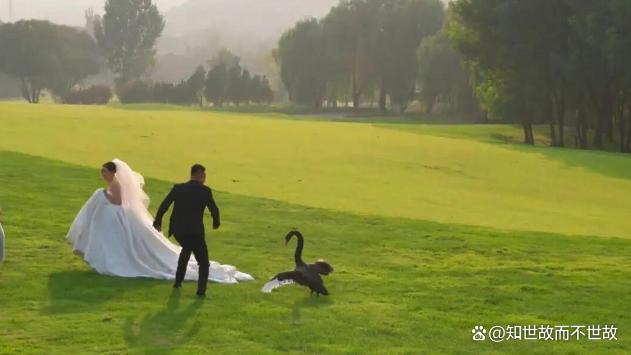 黑天鹅抢亲:一场意外的婚纱照保卫战