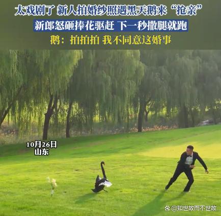 黑天鹅抢亲:一场意外的婚纱照保卫战