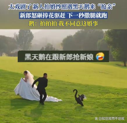 黑天鹅抢亲:一场意外的婚纱照保卫战