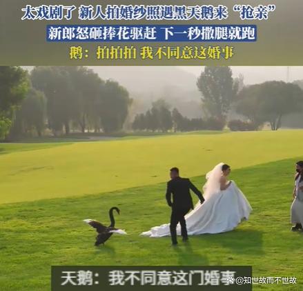 黑天鹅抢亲:一场意外的婚纱照保卫战