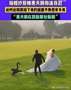 黑天鹅抢亲:一场意外的婚纱照保卫战
