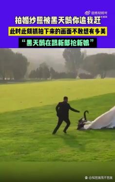 黑天鹅抢亲:一场意外的婚纱照保卫战
