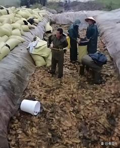 这酸菜腌制操作太“辣眼”!还有多少“老痰酸菜”流入了市场?