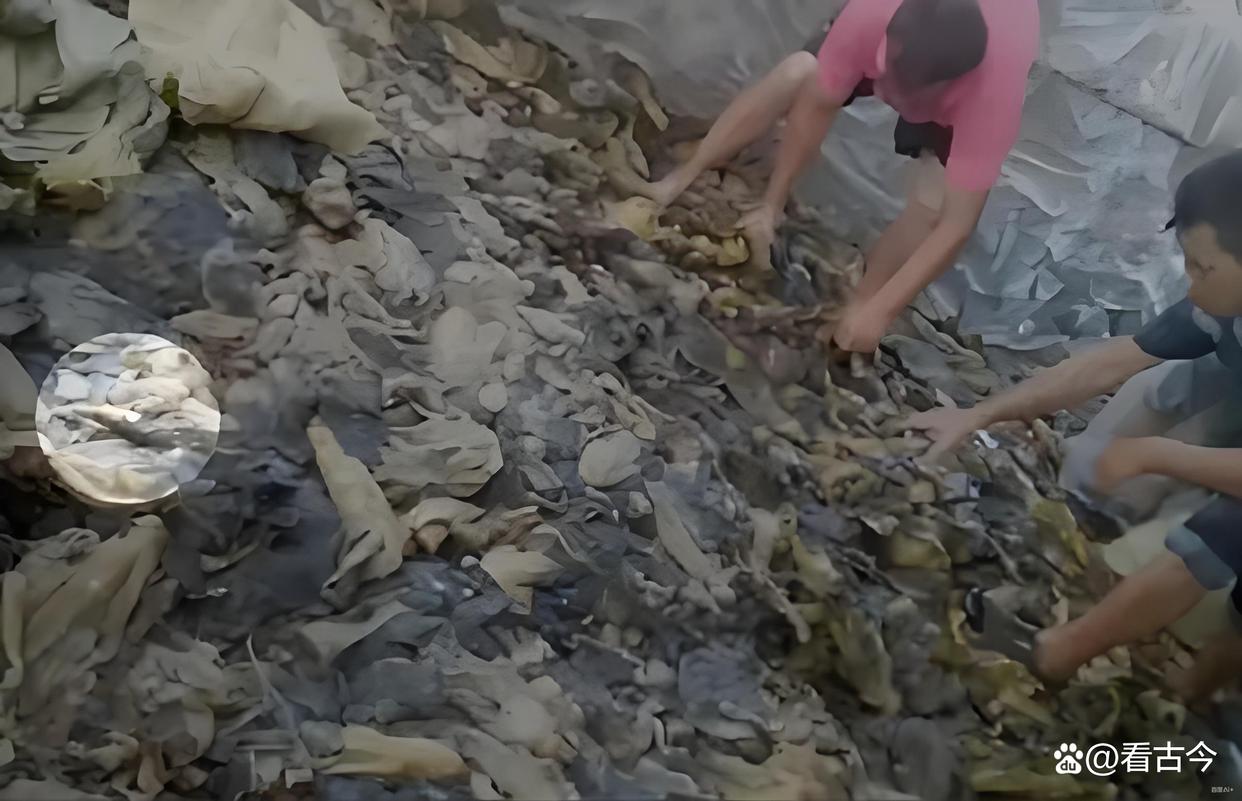 这酸菜腌制操作太“辣眼”!还有多少“老痰酸菜”流入了市场?