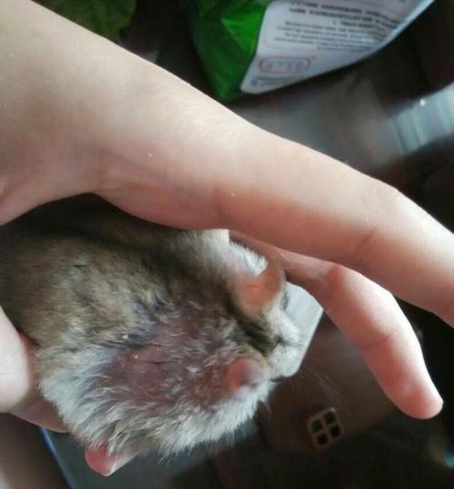 仓鼠掉毛的原因与解决方法？探究仓鼠掉毛背后的原因