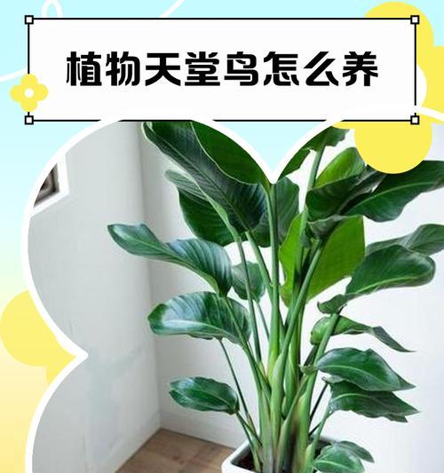 打造居家天堂鸟植物的养护技巧？如何打理各种鸟植物