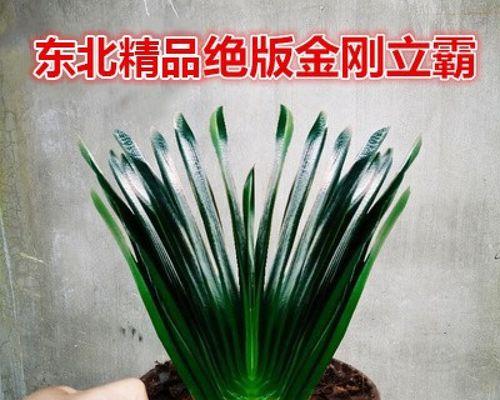 盆栽君子兰最适合的土壤？选择正确的土壤