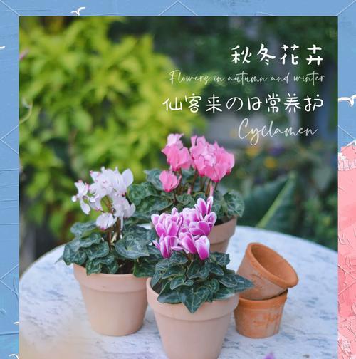以仙客来冬季养护指南？家庭盆栽花卉养护技巧