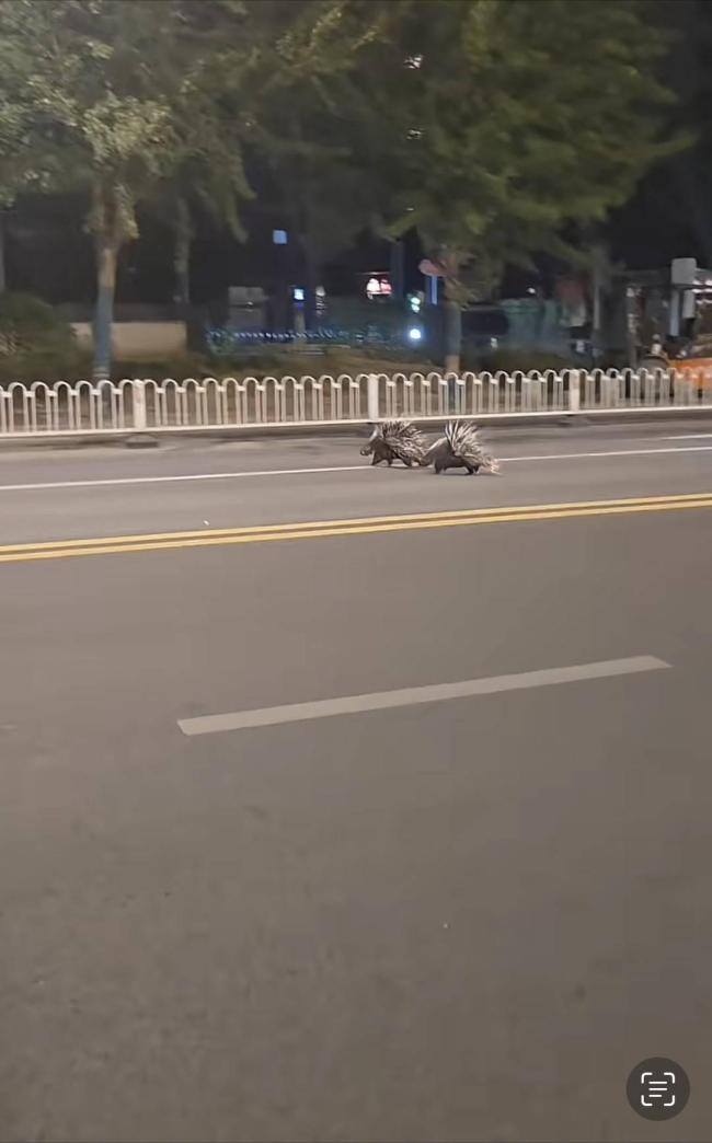 南京红山动物园回应豪猪街头奔跑 否认与园方有关