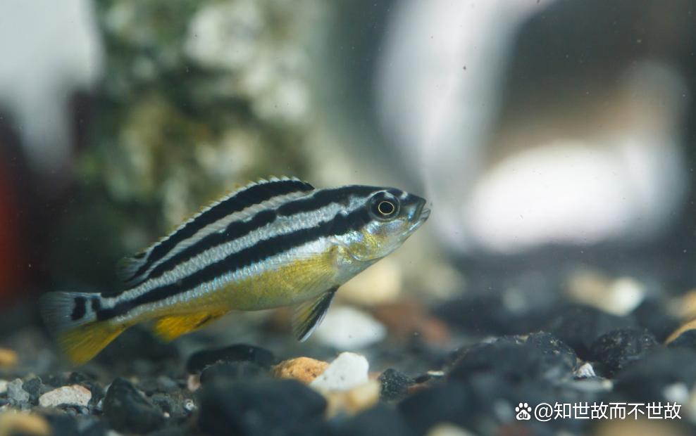 太空鼠小弟揭秘宇宙健康密码?中国航天员首次在轨饲养小鼠!