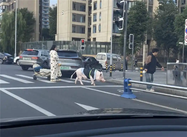 成都情侣遛130斤大猪引围观:有专属独立卫浴卧室 每月千元伙食费-图1 成都情侣遛130斤大猪引围观:有专属独立卫浴卧室 每月千元伙食费-图1