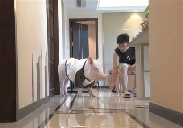 成都情侣遛130斤大猪引围观:有专属独立卫浴卧室 每月千元伙食费-图2 成都情侣遛130斤大猪引围观:有专属独立卫浴卧室 每月千元伙食费-图2