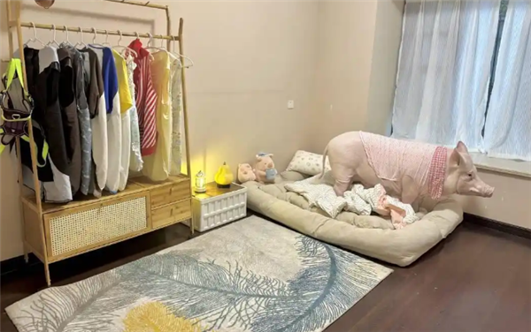 成都情侣遛130斤大猪引围观:有专属独立卫浴卧室 每月千元伙食费-图3 成都情侣遛130斤大猪引围观:有专属独立卫浴卧室 每月千元伙食费-图3