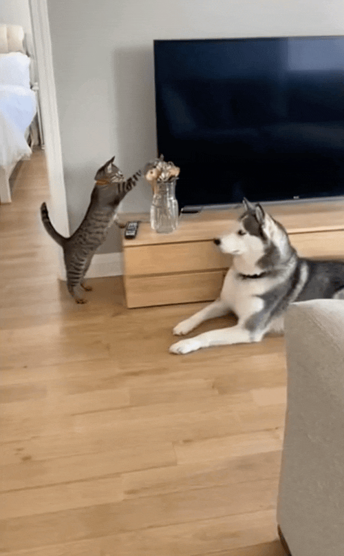 刷到一个又一个假视频后 我不敢相信互联网了-图1 刷到一个又一个假视频后 我不敢相信互联网了-图1