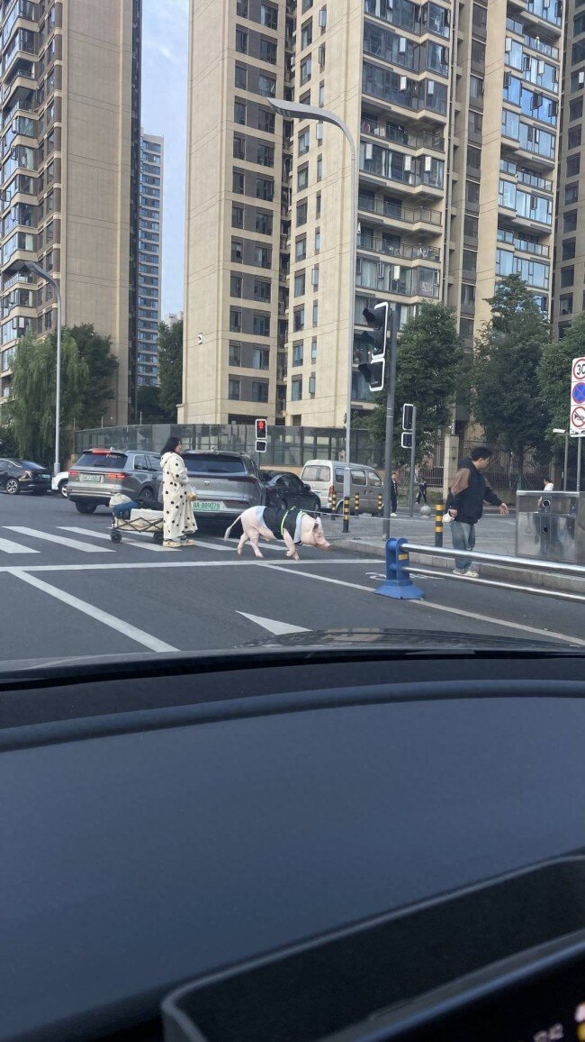 情侣养130斤猪配专属卧室独立卫浴 宠物猪生活奢华引发热议