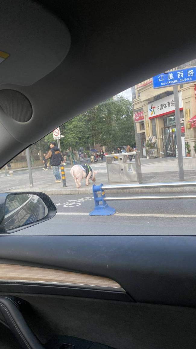 情侣养130斤猪配专属卧室独立卫浴 宠物猪生活奢华引发热议