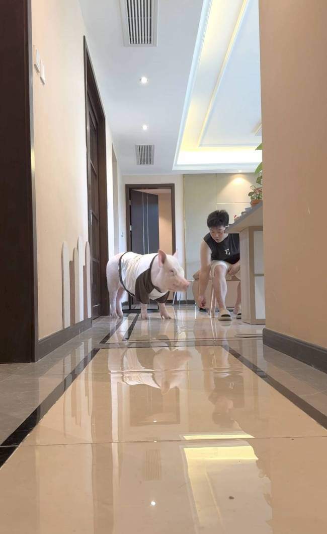 情侣养130斤猪配专属卧室独立卫浴 宠物猪生活奢华引发热议