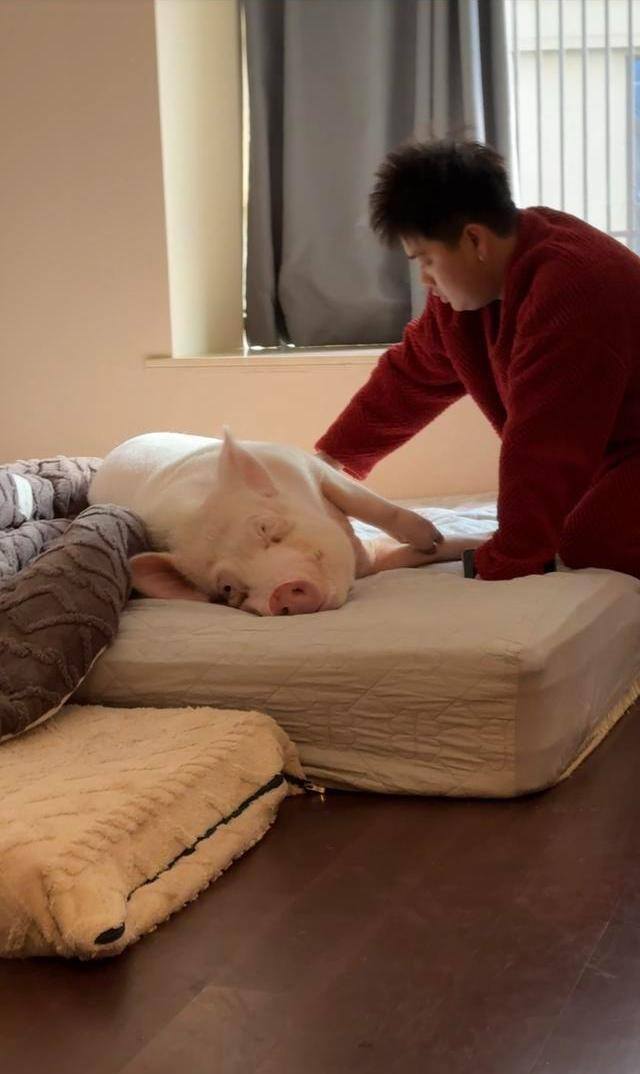 情侣养130斤猪配专属卧室独立卫浴 宠物猪生活奢华引发热议