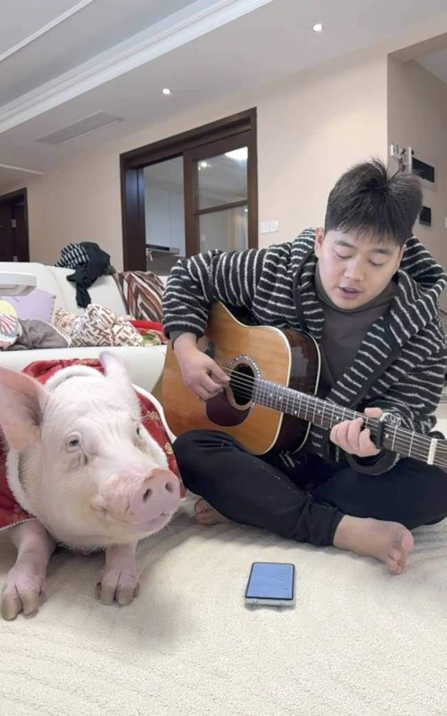 情侣养130斤猪配专属卧室独立卫浴 宠物猪生活奢华引发热议