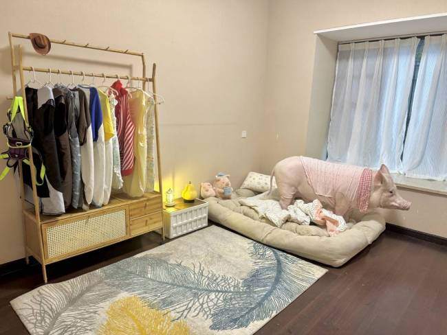 情侣养130斤猪配专属卧室独立卫浴 宠物猪生活奢华引发热议