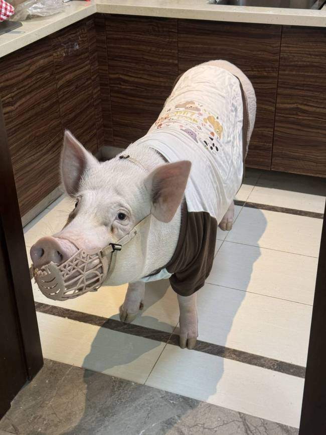 情侣养130斤猪配专属卧室独立卫浴 宠物猪生活奢华引发热议