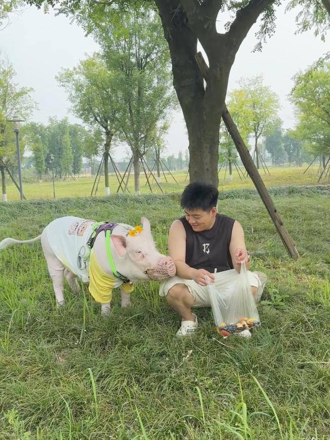 情侣养130斤猪配专属卧室独立卫浴 宠物猪生活奢华引发热议