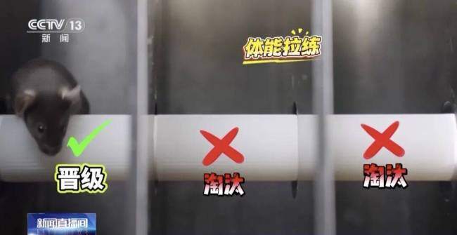 小鼠“航天员”训练画面曝光 魔鬼训练迎太空任务