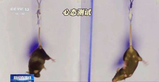 小鼠“航天员”训练画面曝光 魔鬼训练迎太空任务