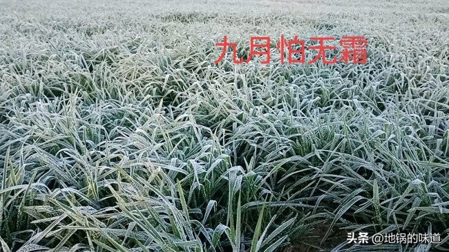 “九月怕无霜”,不见霜有何预兆?