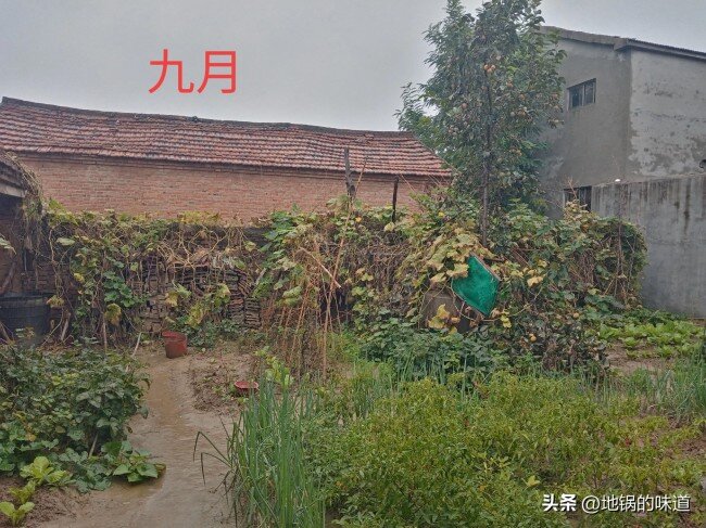 “九月怕无霜”,不见霜有何预兆?