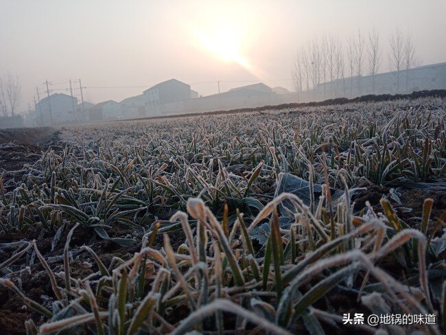 “九月怕无霜”,不见霜有何预兆?