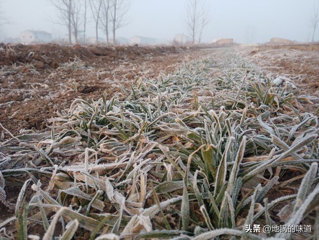 “九月怕无霜”,不见霜有何预兆?