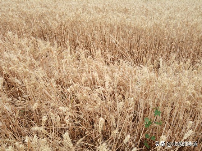 “九月怕无霜”,不见霜有何预兆?