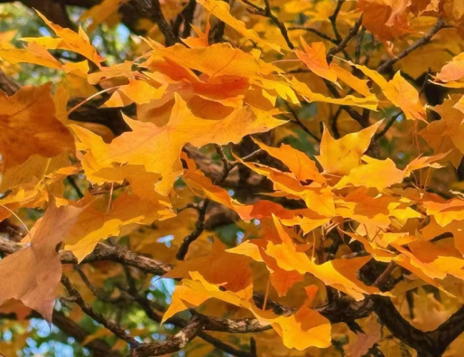 北京31日白天多云转晴 早晨有轻雾 最高气温16℃ 午后北风渐起能见度好转