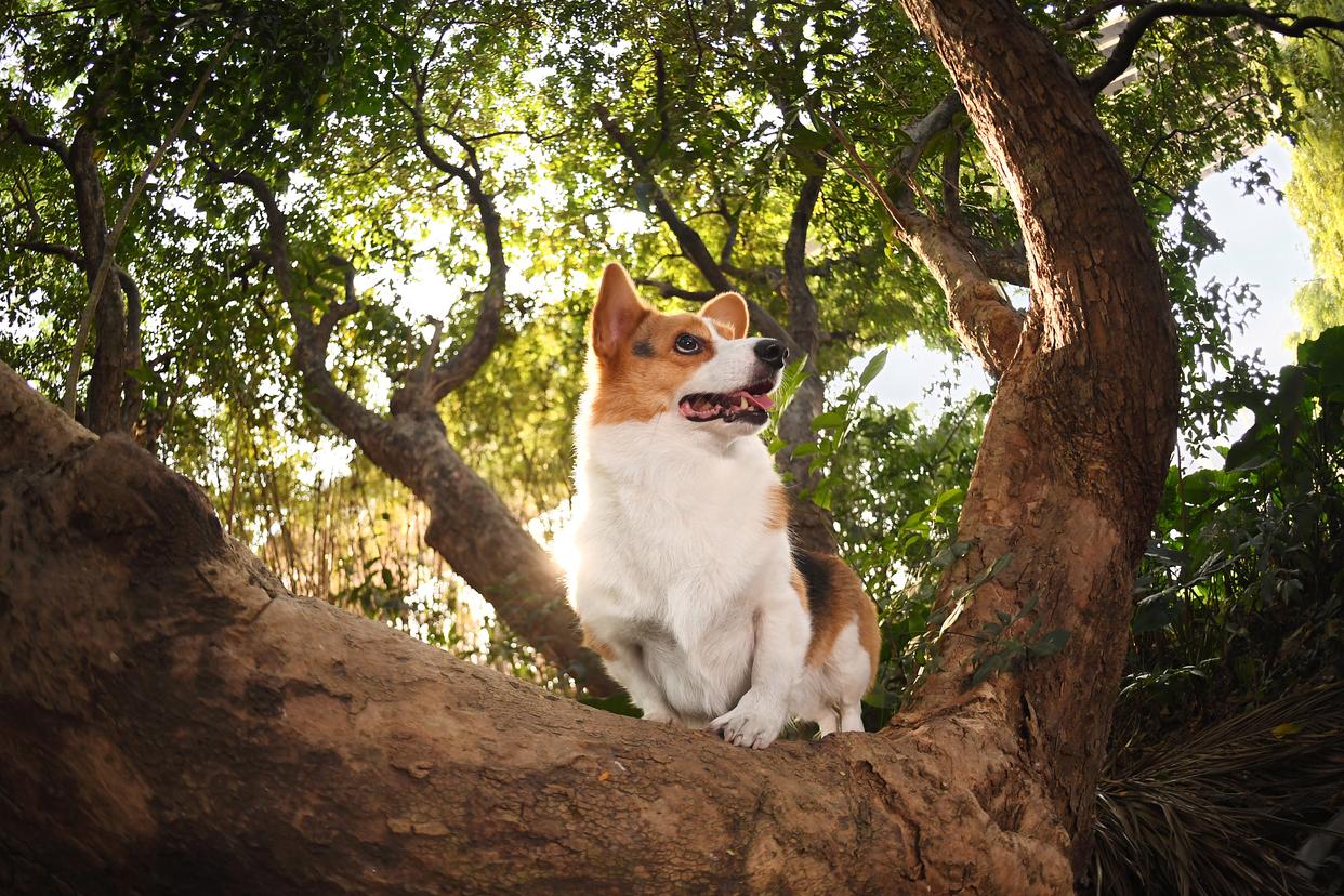 “柯基狮”爆红记:腿短反成网红 动物园的意外流量密码