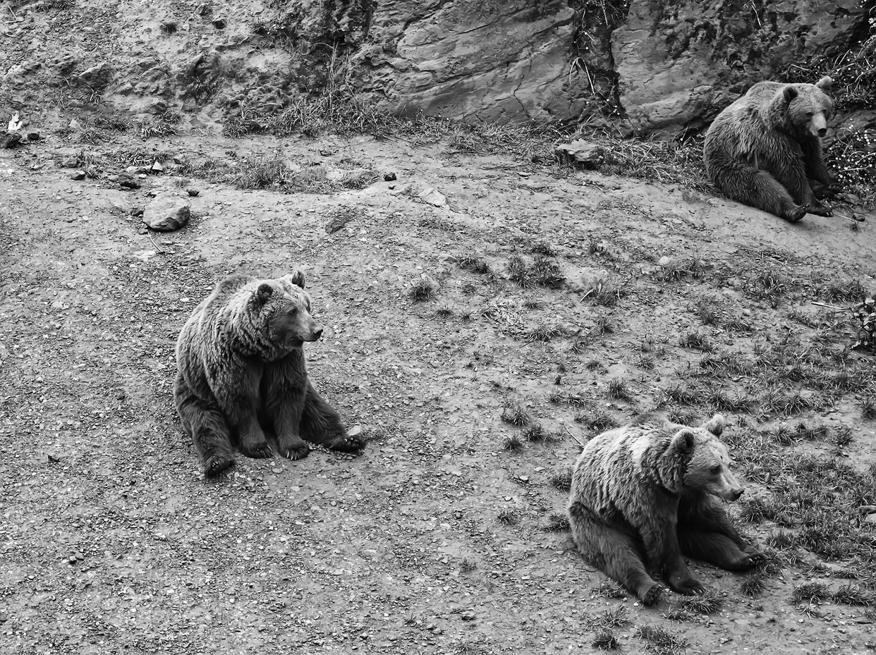 日本北海道惊现“食人熊”踪迹:野生动物袭人事件背后的生态警示