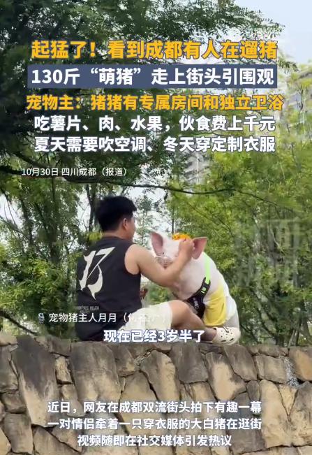 成都街头惊现“猪八戒”遛弯!情侣牵130斤宠物猪引围观